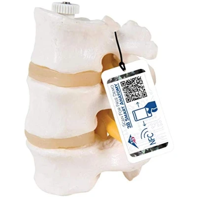 Abbildung von 3B Scientific A76/8 3 Lendenwirbel, flexibel montiert + kostenlose Anatomie App Smart Anatomy