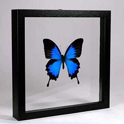 Abbildung von De Museumwinkel.com Papilio Ulysses Blauer Kaiser Echter präparierter Schmetterling montiert zwischen Glas in handgefertigten Doppelglas Holzrahmen