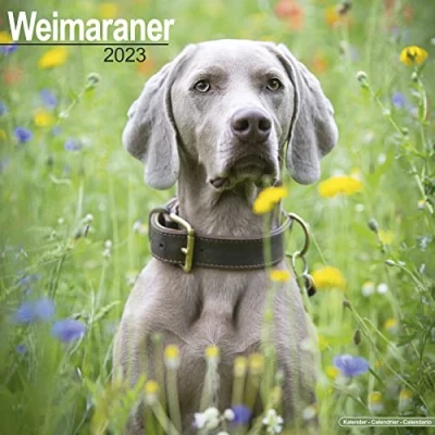 Abbildung von Weimaraner 2023 16 Monatskalender: Original Avonside Kalender [Mehrsprachig] [Kalender] (Wall Kalender)