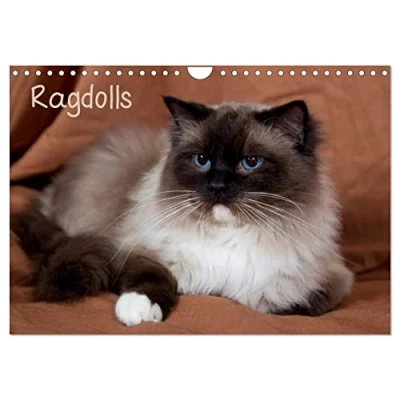 Abbildung von Ragdolls (Wandkalender 2025 DIN A4 quer), CALVENDO Monatskalender