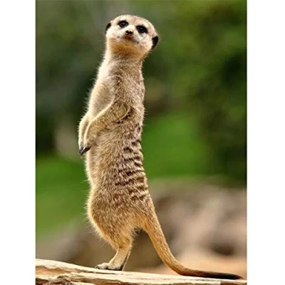 Abbildung von Diamond Painting Kits Full Drill DIY 5D Embroidery Large Size Meerkat 30x40cm/12*16in Cross Stitch Adults/Kids Paste Crystal Rhinestone Art Craft Home Living bedroom Wall Decor