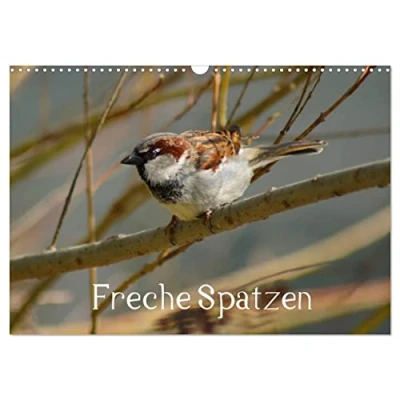 Abbildung von Freche Spatzen (Wandkalender 2025 DIN A3 quer), CALVENDO Monatskalender