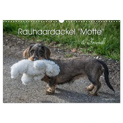 Abbildung von Rauhaardackel Motte &amp; Friends (Wandkalender 2025 DIN A3 quer), CALVENDO Monatskalender