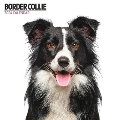 Abbildung von Border Collie Moderner Kalender 2024
