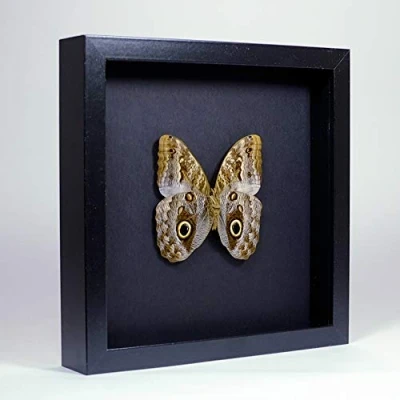 Abbildung von De Museumwinkel.com Caligo sp. Bananenfalter Echter präparierter Schmetterling montiert unter Glas in handgefertigten eleganten schwarzen Holzrahmen