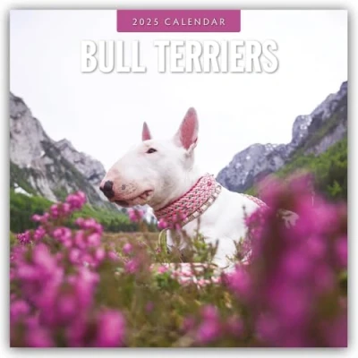 Abbildung von Bull Terriers Bullterrier 2025 16 Monatskalender: Original Red Robin Publishing Ltd Kalender [Mehrsprachig] [Kalender] (Wall Kalender)