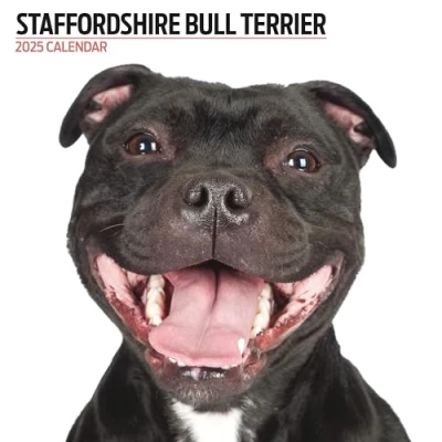 Abbildung von Staffordshire Bullterrier 2025 Moderner Kalender