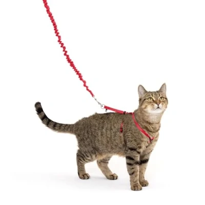 Abbildung von PetSafe Come with Me Kitty Geschirr und Bungee Leine, für Katzen, Größe M, Rot/Cranberry, Modell: CWMK M RED