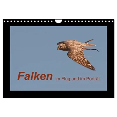 Abbildung von Falken im Flug und Porträt (Wandkalender 2025 DIN A4 quer), CALVENDO Monatskalender