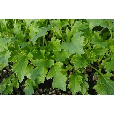 Abbildung von Brassica rapa Bio Gemüse