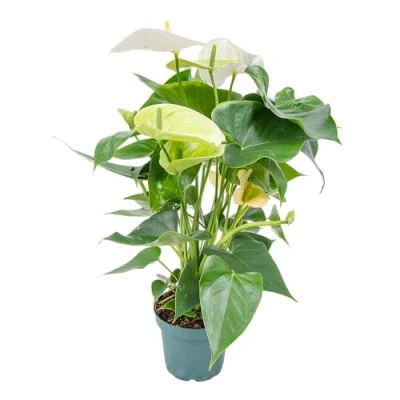 Abbildung von Bloomique Anthurium Andreanum Weiß Flamingoblume Blühende Zimmerpflanzen Pflegeleicht Höhe 30 40 cm Topf 12