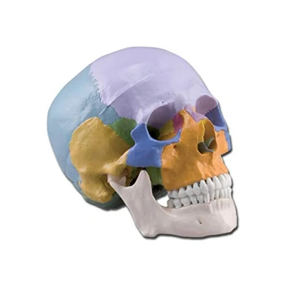 Abbildung von Gima 3 teiliges, sehr detailliertes, farbiges anatomisches Modell des menschlichen Schädels, 1X Vergrößerung