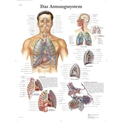 Abbildung von 3B Scientific Lehrtafel laminiert Das Atmungssystem