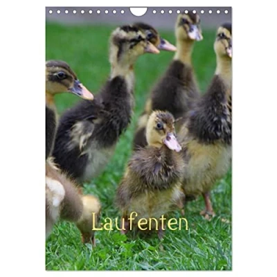 Abbildung von Laufenten (Wandkalender 2025 DIN A4 hoch), CALVENDO Monatskalender