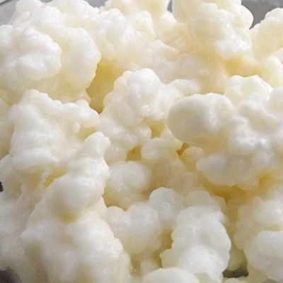 Abbildung von Raw Bio Milch Kefir Körner Tibetischer Pilz 5g von Kombuchaorganic®