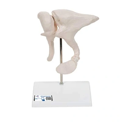 Abbildung von 3B Scientific Smart Anatomy A101 Gehörknöchelchen Modell, 20 fach vergrößert + kostenlose Anatomie App