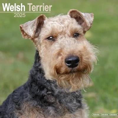 Abbildung von Welsh Terrier 2025 16 Monatskalender: Original Avonside Kalender [Mehrsprachig] [Kalender]