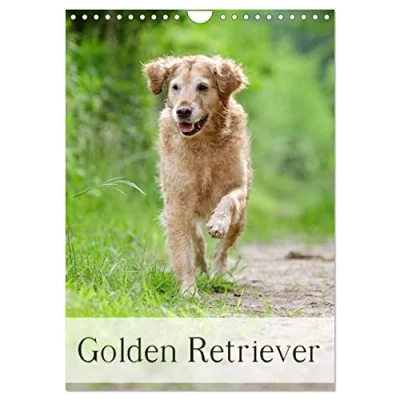 Abbildung von Golden Retriever (Wandkalender 2025 DIN A4 hoch), CALVENDO Monatskalender