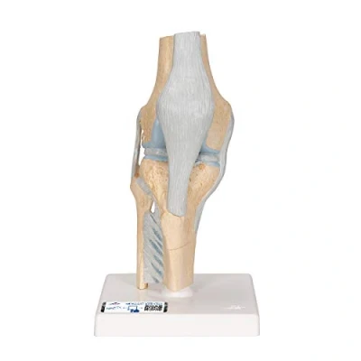 Abbildung von 3B Scientific Menschliche Anatomie Gelenkschnitt Modell des Knies, 3 teilig + kostenlose App Smart Anatomy