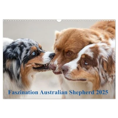 Abbildung von Australian Shepherd 2025 (Wandkalender DIN A3 quer), CALVENDO Monatskalender