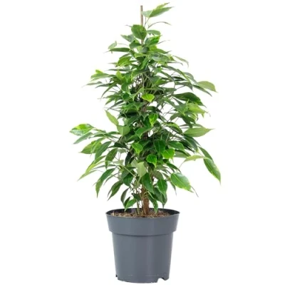 Abbildung von Flowerbox Zimmerpflanze Birkenfeige &quot;Forever&quot; Ficus benjamini, pflegeleicht Höhe ca. 75 cm, Topf Ø 17 cm