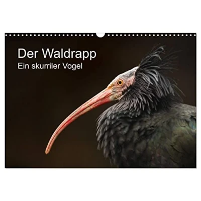 Abbildung von Der Waldrapp Ein skurriler Vogel (Wandkalender 2025 DIN A3 quer), CALVENDO Monatskalender