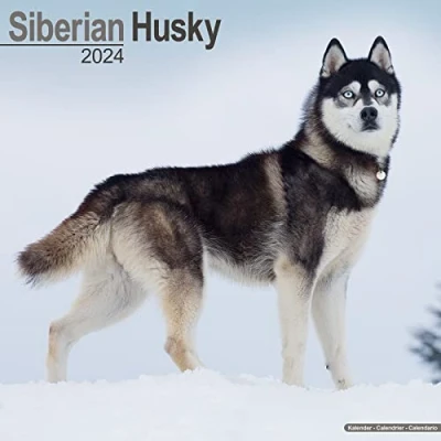 Abbildung von Siberian Husky Sibirische Huskys 2024 16 Monatskalender: Original Avonside Kalender [Mehrsprachig] [Kalender] (Wall Kalender)