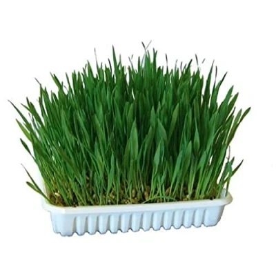 Abbildung von Kerbl Nagergras 100g