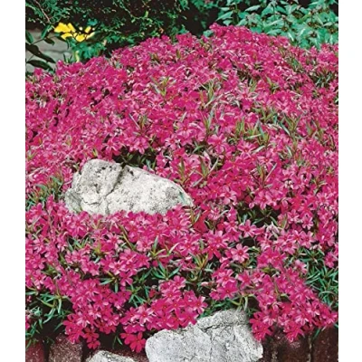 Abbildung von BALDUR Garten Roter Teppich Phlox, 50 Pflanzen Polsterphlox, winterharte Staude, Bodendecker, trockenresistent, mehrjährig, bienenfreundlich, pflegeleicht, Wasserbedarf gering, blühend