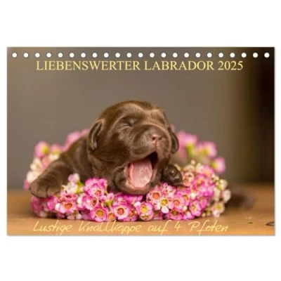 Abbildung von Liebenswerter Labrador 2025 (Tischkalender DIN A5 quer), CALVENDO Monatskalender