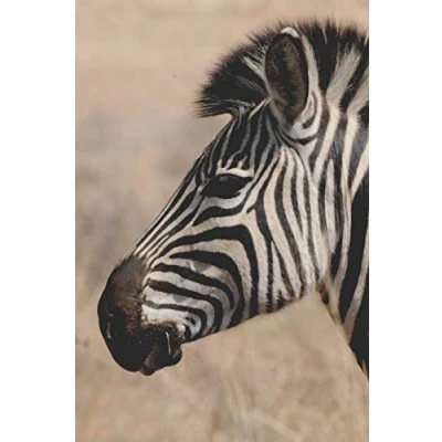 Abbildung von Zebra Tagebuch: liniertes Tagebuch / Notizbuch mit Bild als Motiv 120 Seiten A5