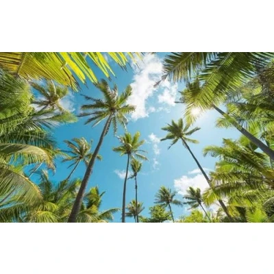 Abbildung von Komar Vliestapete &quot;Coconut Heaven&quot;, 450x280 cm (Breite x Höhe), Wohnzimmer, Schlafzimmer