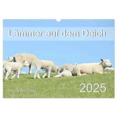 Abbildung von Lämmer auf dem Deich (Wandkalender 2025 DIN A3 quer), CALVENDO Monatskalender