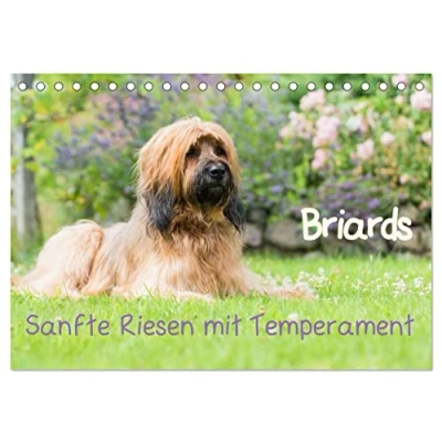 Abbildung von Briards sanfte Riesen mit Temperament (Tischkalender 2025 DIN A5 quer), CALVENDO Monatskalender