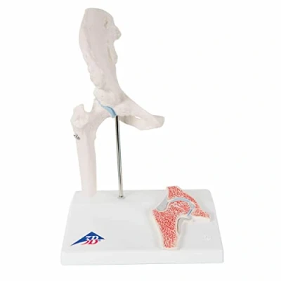 Abbildung von 3B Scientific A84/1 Mini Hüftgelenk mit Querschnitt + kostenlose Anatomie App Smart Anatomy