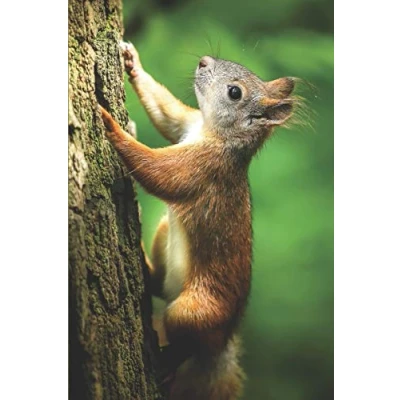 Abbildung von Eichhörnchen Notizbuch: blanko Malbuch / Tagebuch Notizbuch ohne Linien mit Bild als Motiv 120 Seiten a5+
