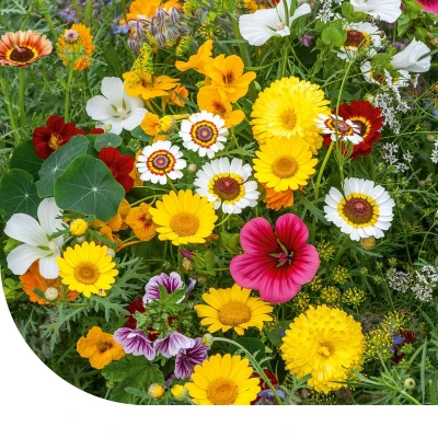 Abbildung von Blumensamen Essbare Blumenmischung 250 Gramm MRS Seeds &amp; Mixtures