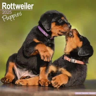 Abbildung von Rottweiler Puppies Welpen 2025 16 Monatskalender: Original Avonside Kalender [Mehrsprachig] [Kalender] (Wall Kalender)
