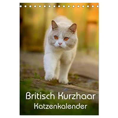 Abbildung von Britisch Kurzhaar Katzenkalender (Tischkalender 2025 DIN A5 hoch), CALVENDO Monatskalender