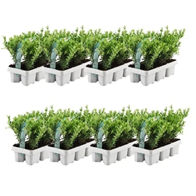 Abbildung von Plants by Frank 48 Stechpalme Heckenpflanzen Winterhart x Ø7 cm 15 Ilex crenata Jenny Buchs ersatz Buchsbaum