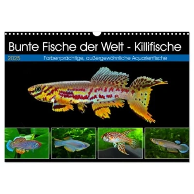 Abbildung von Bunte Fische der Welt Killifische (Wandkalender 2025 DIN A3 quer), CALVENDO Monatskalender