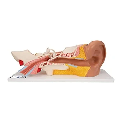 Abbildung von 3B Scientific Menschliche Anatomie Ohr, 3 fache Größe, 4 teilig + kostenlose App Smart Anatomy
