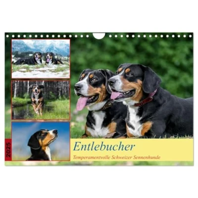 Abbildung von Entlebucher Temperamentvolle Schweizer Sennenhunde (Wandkalender 2025 DIN A4 quer), CALVENDO Monatskalender
