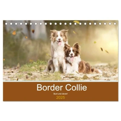 Abbildung von Border Collie Bunt und clever! (Tischkalender 2025 DIN A5 quer), CALVENDO Monatskalender