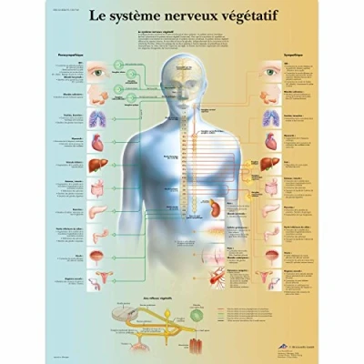 Abbildung von 3B Scientific Board, 1