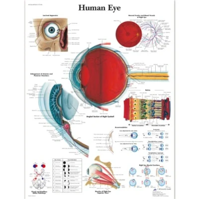 Abbildung von 3B Scientific VR1226L Menschliche Anatomie, menschliches Auge, laminierte Version (in englischer Sprache)
