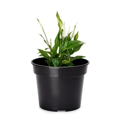 Abbildung von Garronda Blumentopf Kunststoff rund Pflanztopf Kräutertopf Anzuchttopf GD 0025 (1 St)