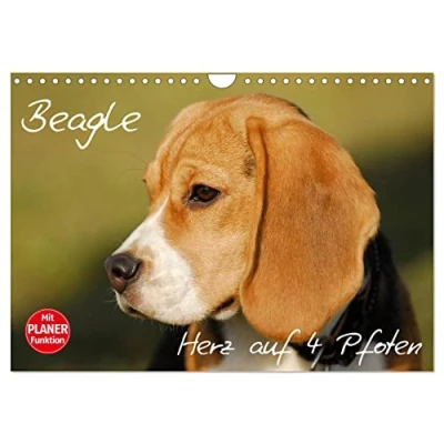 Abbildung von Beagle Herz auf 4 Pfoten (Wandkalender 2025 DIN A4 quer), CALVENDO Monatskalender