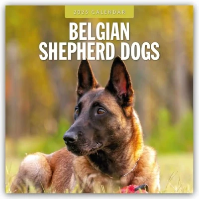 Abbildung von Belgian Shepherd Belgischer Schäferhund 2025 16 Monatskalender: Original Red Robin Publishing Ltd Kalender [Mehrsprachig] [Kalender] (Wall Kalender)