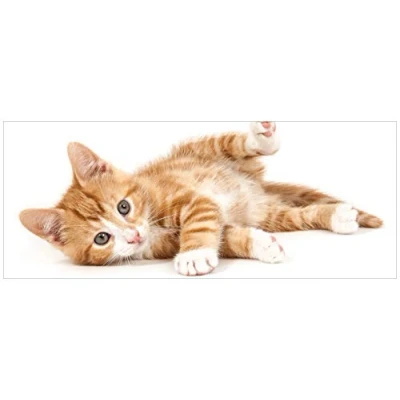 Abbildung von Wallario Glasbild Süße Katze mit großen Augen rot weiß getigert 32 x 80 cm Wandbilder Glas in Premium Qualität: Brillante Farben, freischwebende Optik